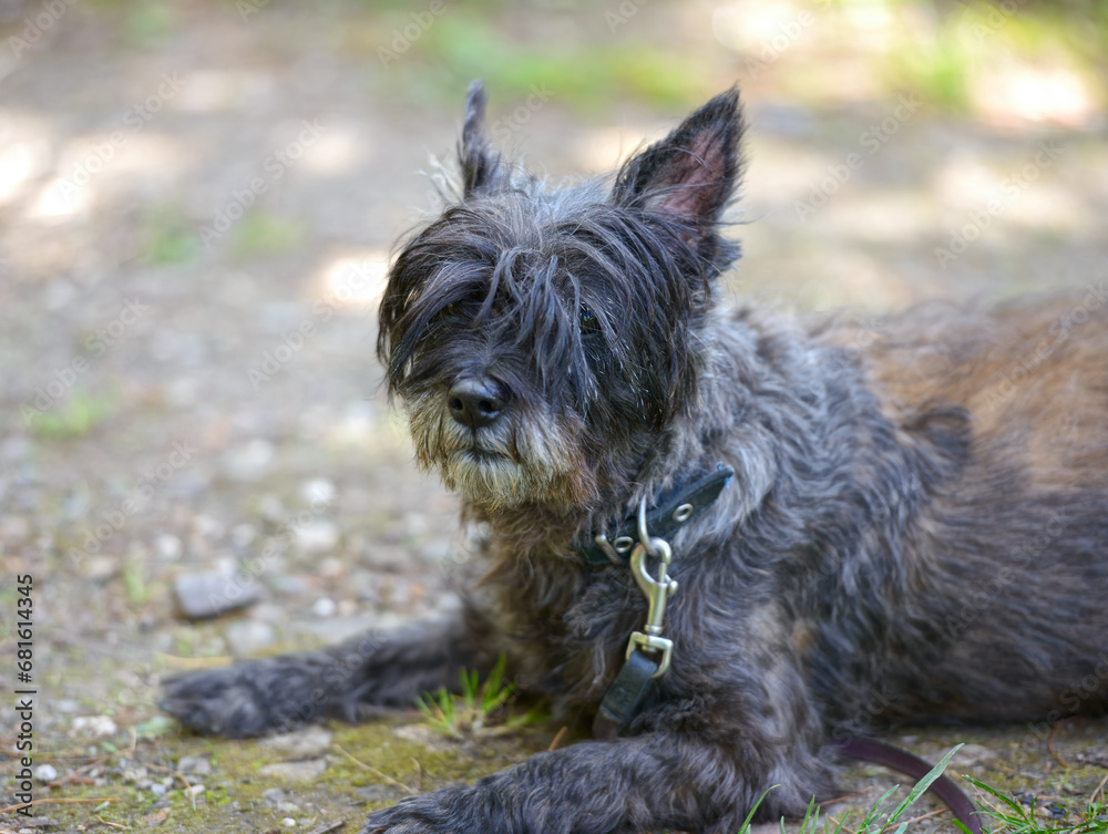 Closeup dog pet portrait of Cairn Terrier breed.