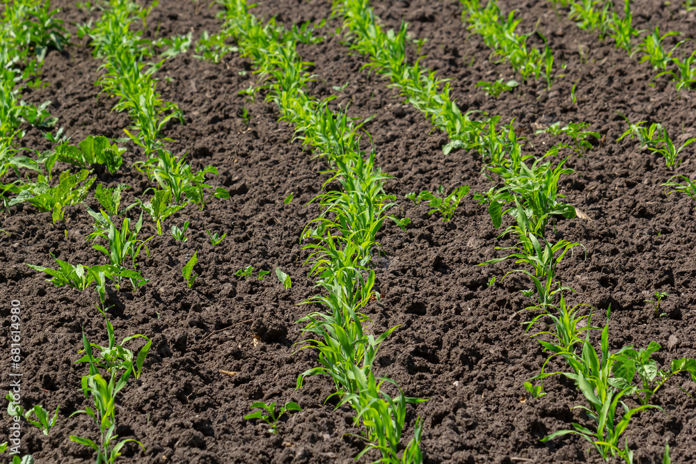 Young corn plants growing on the field on a sunny day. Selective focus Young corn plants growing on the field on a sunny day. Selective focus