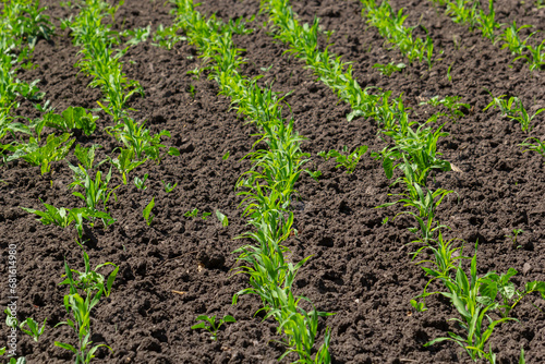 Young corn plants growing on the field on a sunny day. Selective focus