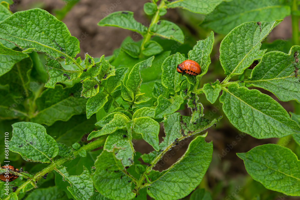 The Colorado potato red striped beetle Leptinotarsa decemlineata is a serious pest of potatoes The Colorado potato red striped beetle Leptinotarsa decemlineata is a serious pest of potatoes