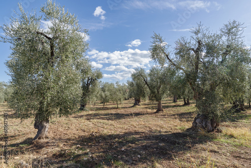 Olive grove in Apulia, Italy