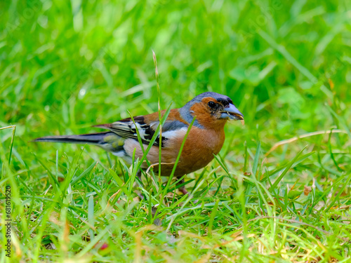 Close-up of a pretty young chaffinch looking for food, taken in Germany on a sunny day.  © Fotomaxe_Ahlbrecht