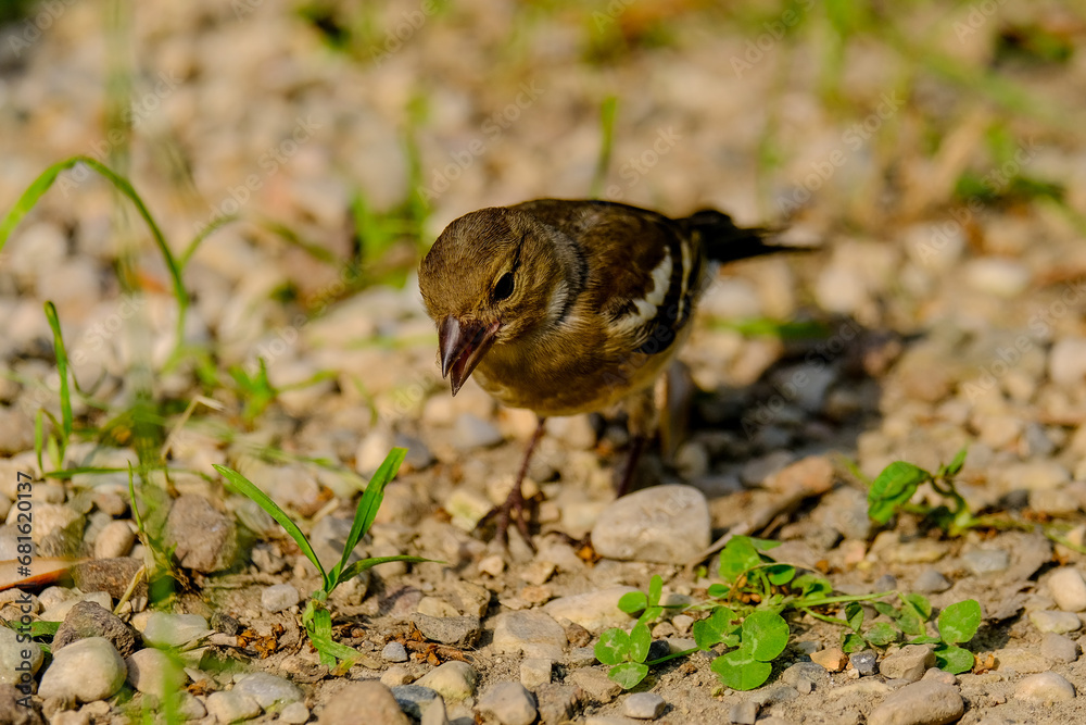 Close-up of a pretty young chaffinch looking for food, taken in Germany on a sunny day. 