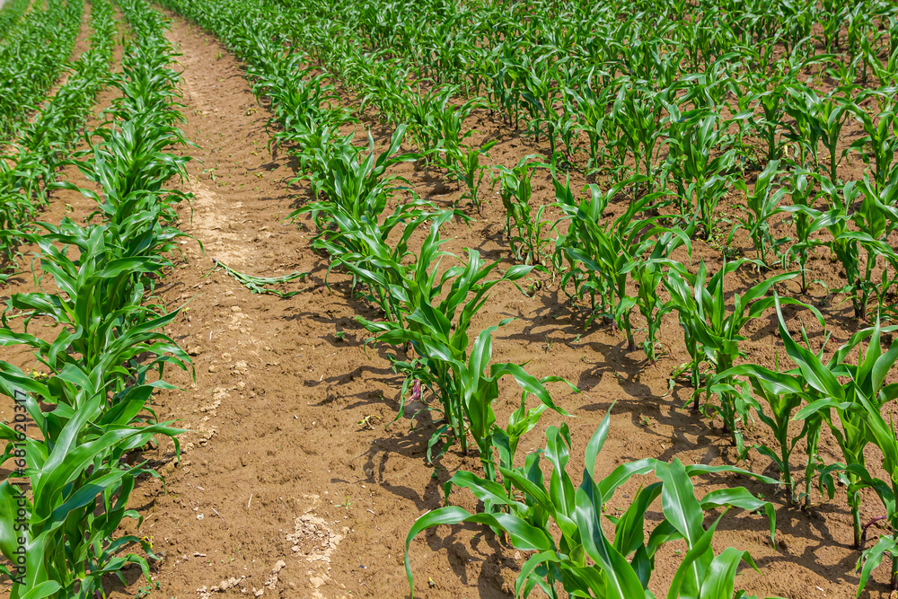 Naklejka premium Young corn plants growing on the field on a sunny day. Selective focus