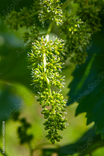 flower buds and leaves of shoots grapevine spring, agriculture nature background