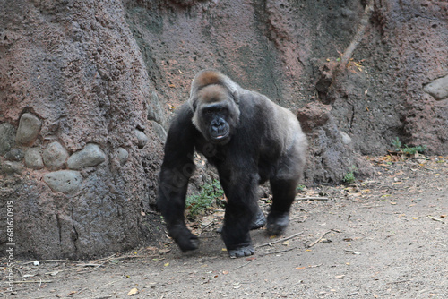 A gorilla at the Houston Zoo