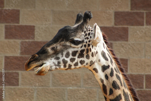 portrait of a giraffe
