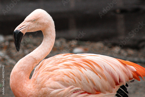 A Chilean flamingo photo