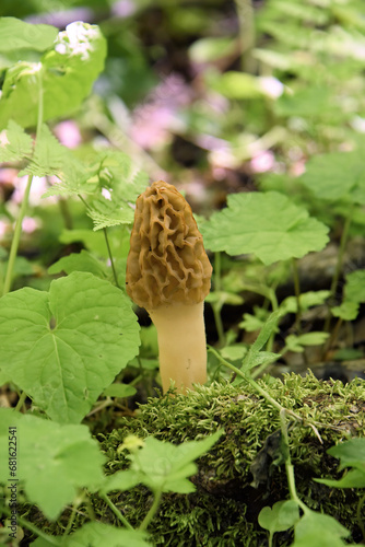 A Morel, or Morchella mushroom, sprouts from the forest floor in The Great Smoky Mountains