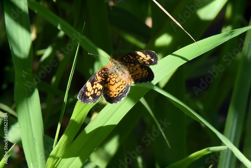 Trying to hide in the shadows, a Pearl Crescent butterfly, Phyciodes tharos, rests on a leaf photo