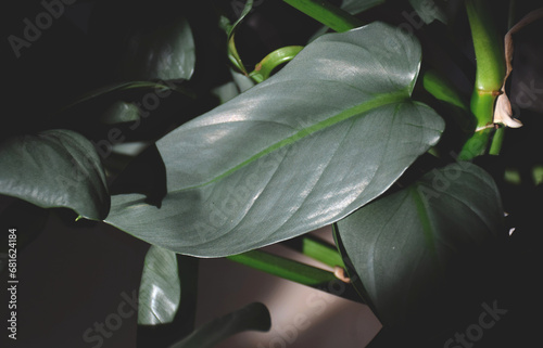 Philodendron Hastatum 