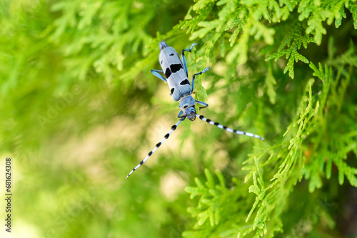 Rosalia longicorn - Alpine longhorn beetle.