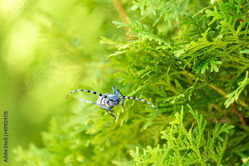 Rosalia longicorn - Alpine longhorn beetle.