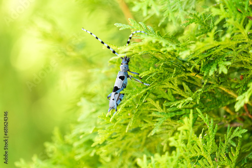 Rosalia longicorn - Alpine longhorn beetle.