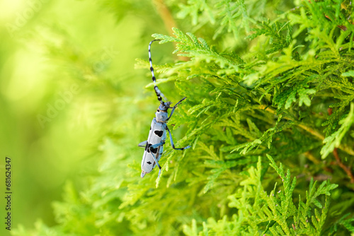 Rosalia longicorn - Alpine longhorn beetle.