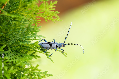 Rosalia longicorn - Alpine longhorn beetle.