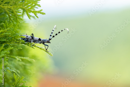 Rosalia longicorn - Alpine longhorn beetle. photo