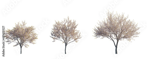 Prunus serrulata Japanese flowering cherry street summer trees medium and small isolated png on a transparent background perfectly cutout photo