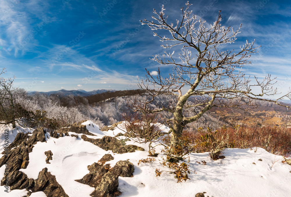 Icy tree at the summit of Mount Jefferson in winter, North Carolina Icy tree at the summit of Mount Jefferson in winter, North Carolina
