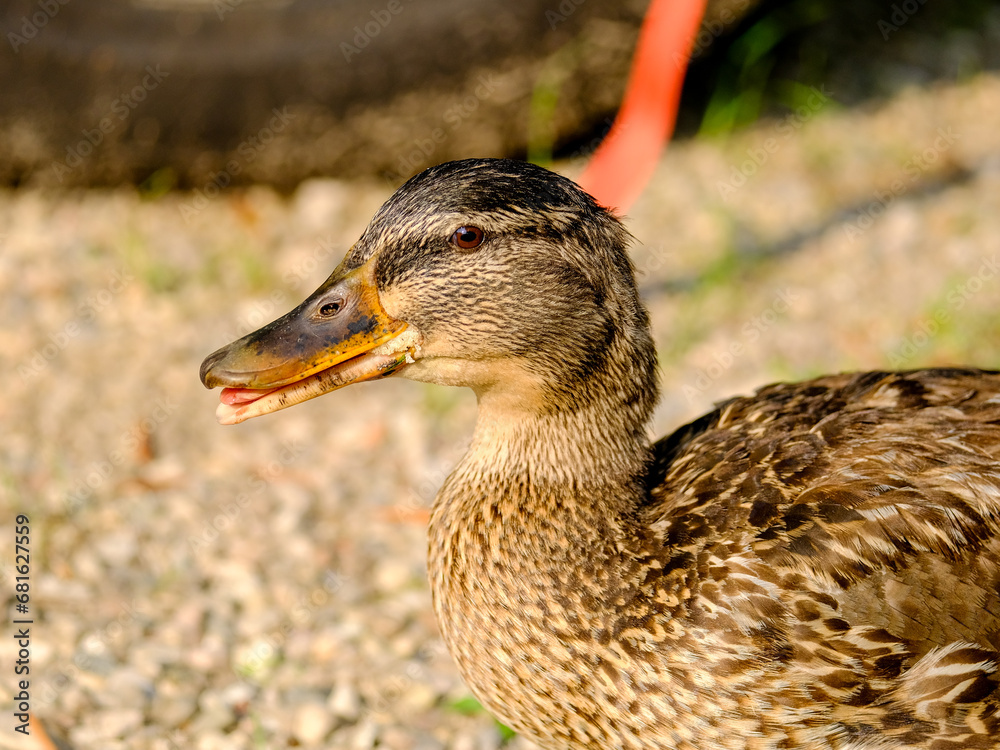 Close-up of a pretty young duck looking for food, taken in Germany on a sunny day.
Close-up of a pretty young duck looking for food, taken in Germany on a sunny day.