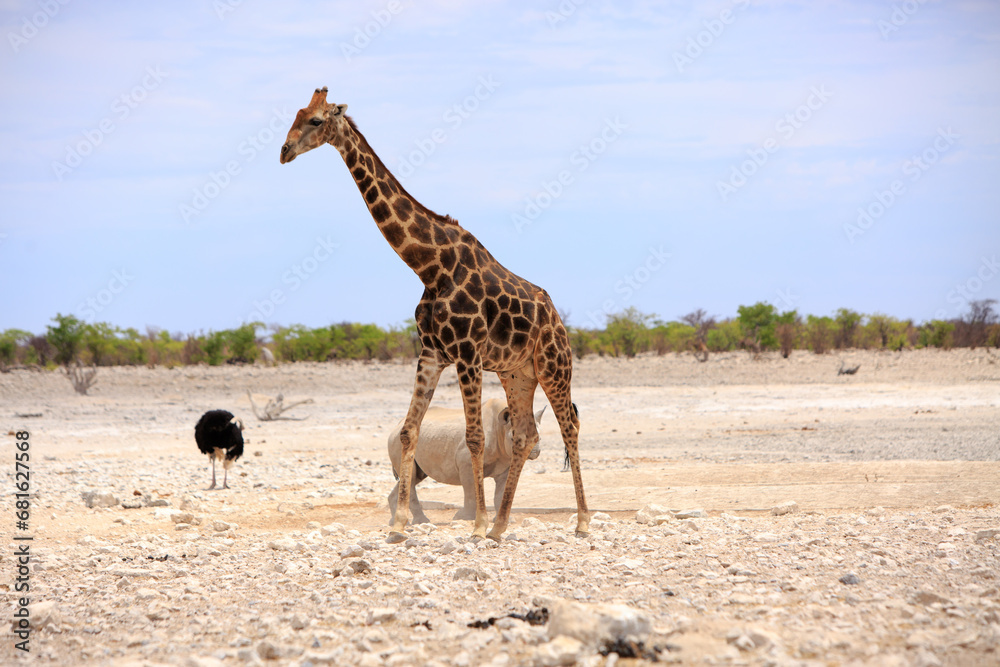 Obraz premium giraffe in the savannah