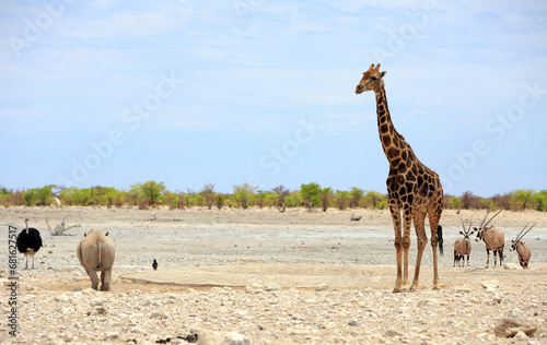 A typical African safari scene in Etosha National Park, with Back Rhinocerous, Giraffe, Ostrich and Gemsbok Oryx - Namibia
