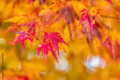 Beautiful maple leaves in autumn sunny day
