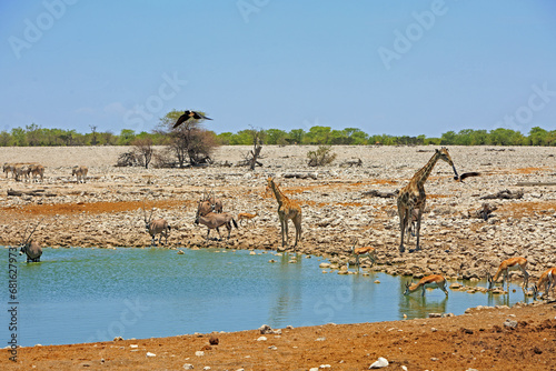 Vibrant african waterhole with various animals drinking, there are also 2 crows flying past - with motion blur photo