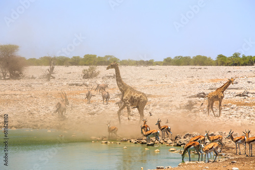 A small dust storm next to a busy waterhole, with giraffe and Oryx and springbok in Okaukeujo, Etosha national park, Namibia