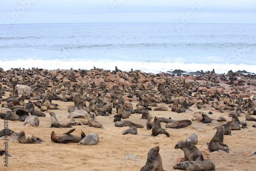 Cape Fur Seal Reserve, Namibia.  A large colony of cape fur seals in the birthung season, there are numerous pups, against a backdrop of the ocean © paula