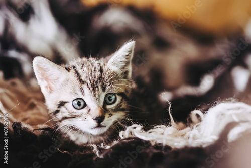 Portrait d'un adorable petit chaton rayé tigré aux yeux bleus à la maison © PicsArt