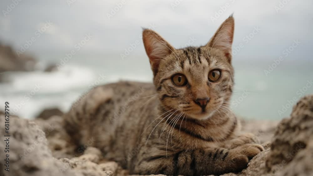 Striped Cat with Brown Fur Lies Among the Sea Rocks, Noticing Me, It Gets Up Anxiously. Behind It, Large Waves Break into Drops on the Stones. Slow Motion. Striped Cat with Brown Fur Lies Among the Sea Rocks, Noticing Me, It Gets Up Anxiously. Behind It, Large Waves Break into Drops on the Stones. Slow Motion.