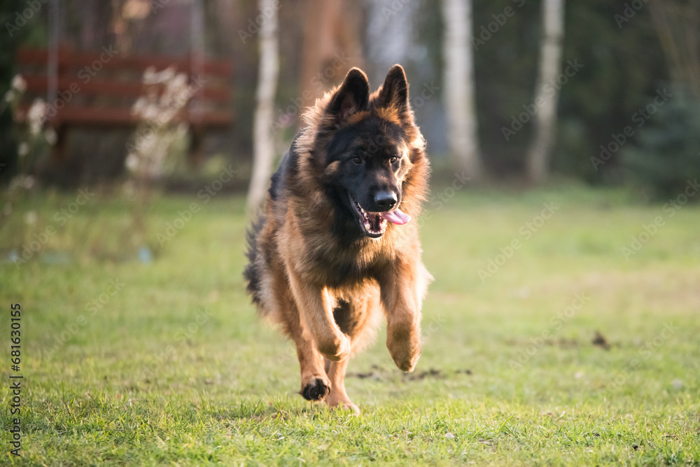 German shepherd dog playing in nature. Happy german shepherd running and jumping
