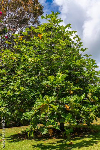 An entire Breadfruit Tree with clouds and blue sky scientific name Artocarpus altilis in Kauai, Hawaii, United States.
