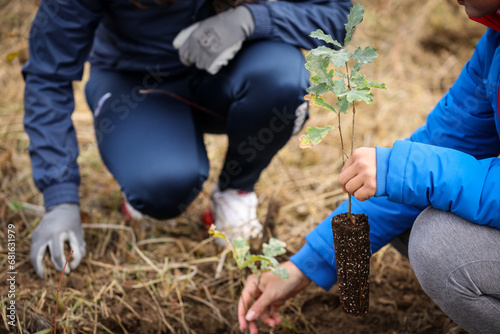 Konstfotografi Oak sapling ready to be planted during a afforestation process