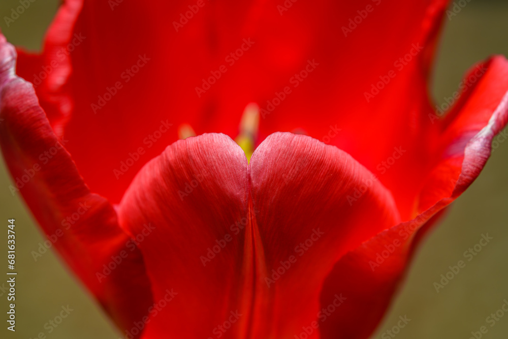 single red tulip flower detail from top single red tulip flower detail from top