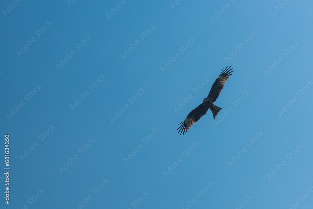 Black kite (Milvus migrans) flying in the blue sky Black kite (Milvus migrans) flying in the blue sky