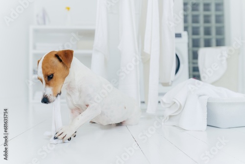 Dog playfully tugs on a white towel in a bright laundry room with washer in the background