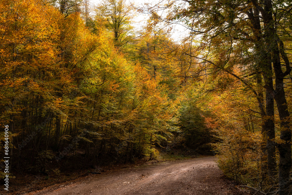 Autumn forest road. View of autumn forest road with fallen leaves Fall season scenery. Epirus Greece Autumn forest road. View of autumn forest road with fallen leaves Fall season scenery. Epirus Greece