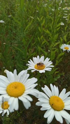 daisies in a garden