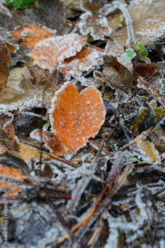 Yellow leaf in the form of a heart. Frozen leaves are lying on the ground. Orange leaf in the morning frost vertical