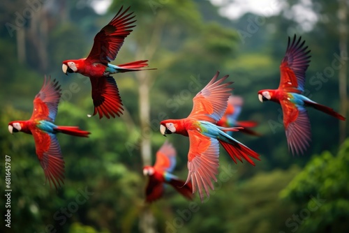 beautiful Scarlet macaws flying in the forest,colorful macaws, Flock of scarlet and red and green macaws flying in amazonas rainforest, AI Generated © Ifti Digital