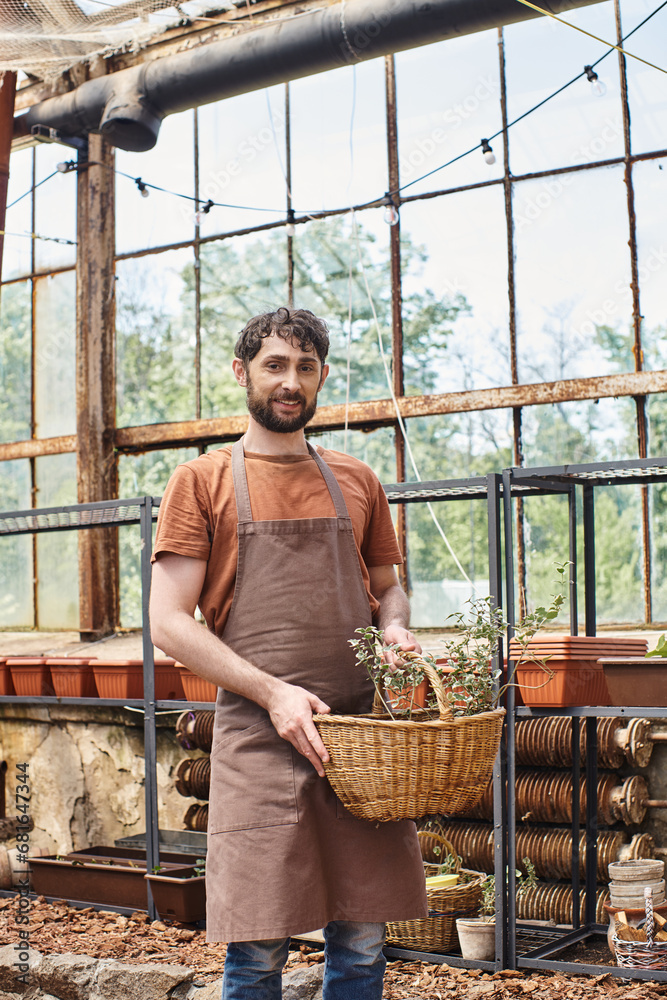 happy and bearded gardener in apron holding wicker basket with plant in greenhouse, professional happy and bearded gardener in apron holding wicker basket with plant in greenhouse, professional