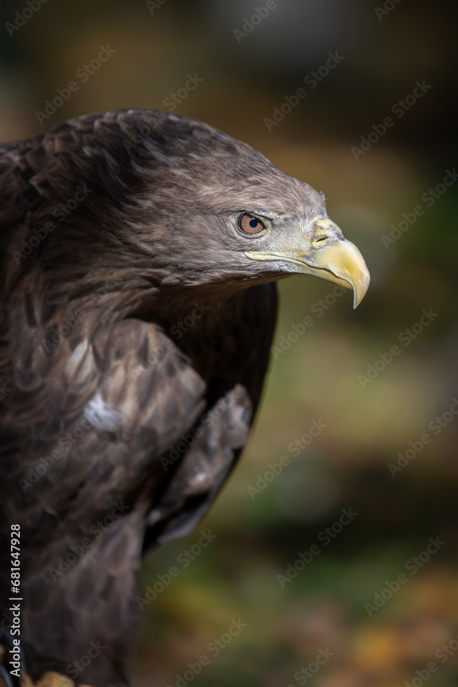 Portrait white-tailed eagle. Danger animal in nature habitat. Wildlife scene Portrait white-tailed eagle. Danger animal in nature habitat. Wildlife scene
