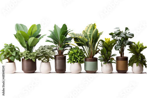 set of plant in a pot on transparent background photo