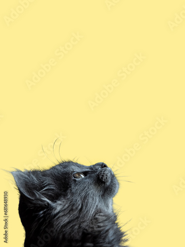 Cute cat looking upwards, isolated against a pretty yellow background.