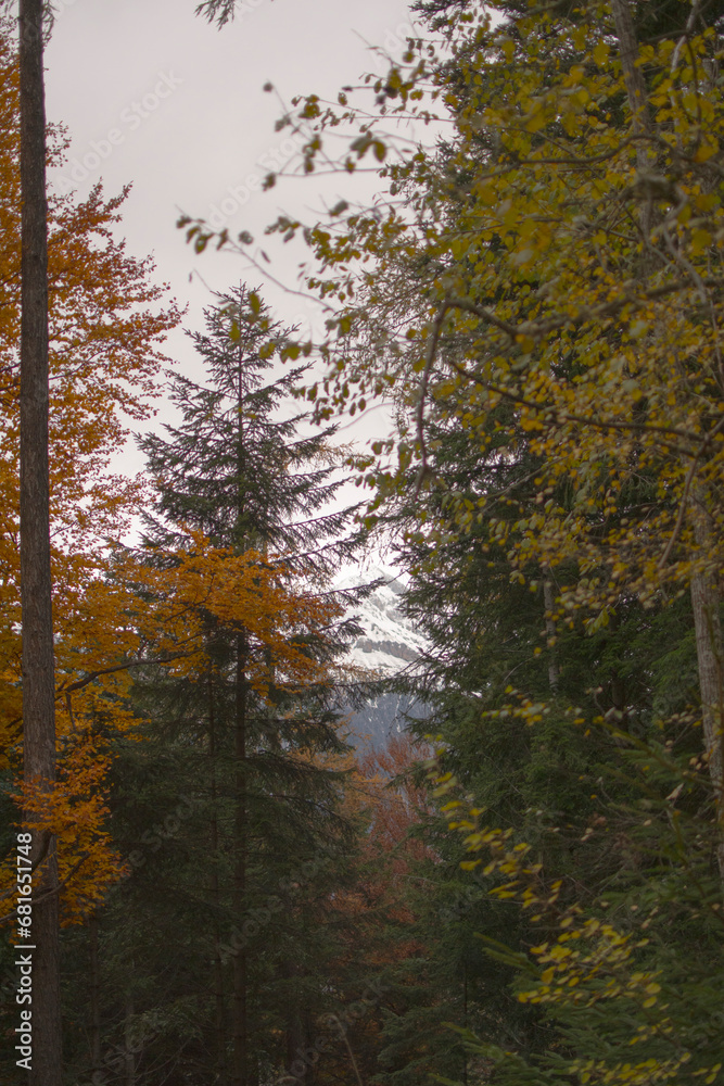 Fototapeta premium trees with autumnal colors in the mountains