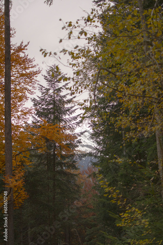 trees with autumnal colors in the mountains