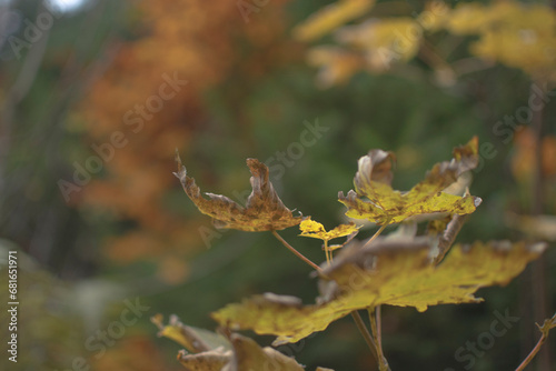trees with autumnal colors in the mountains