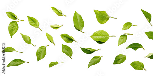 Different Beautiful Green Guava Leaves Flying On Transparent Background